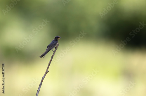 Barn Swallow Hirundo rustica in flight or perched