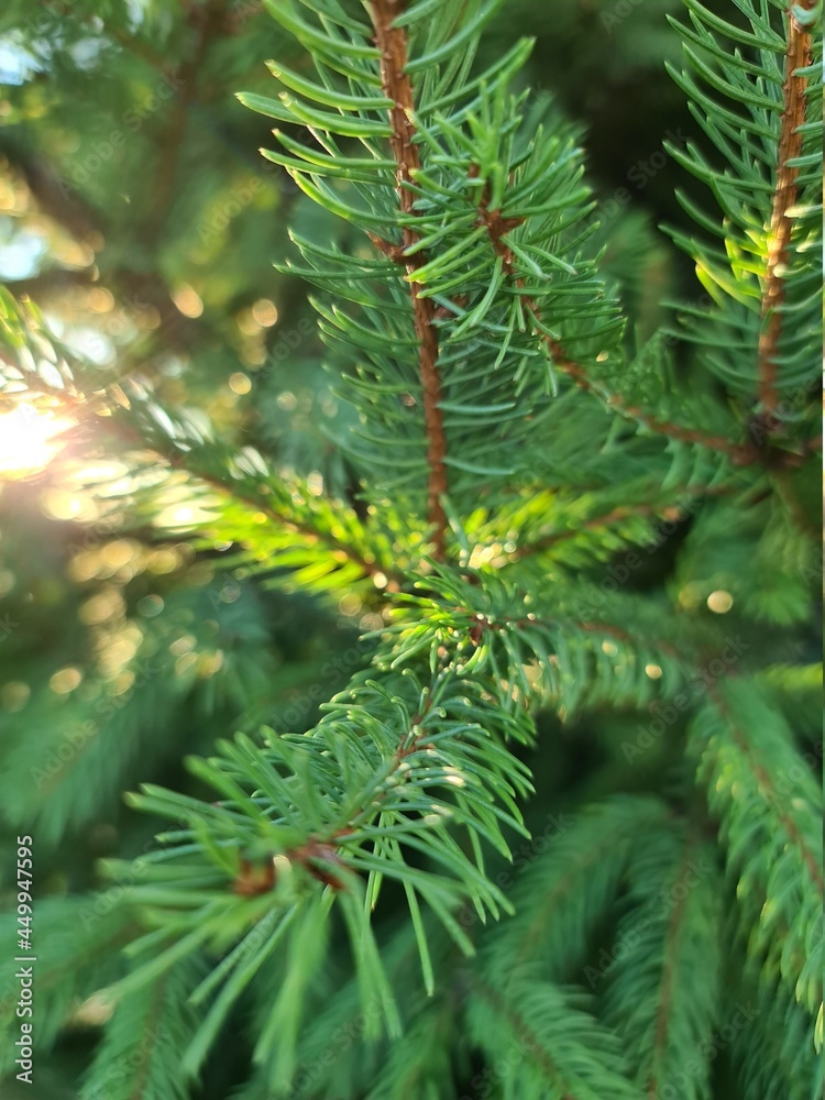 close up of pine tree close up of pine tree