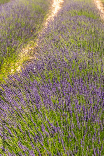 Lavender fields in bloom in Provence. Lavender scent in the Proven  al Dr  me.