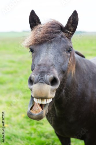 Iceland pony © Jen Madigan