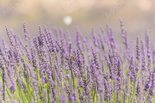 Lavender fields in bloom in Provence. Lavender scent in the Proven  al Dr  me.