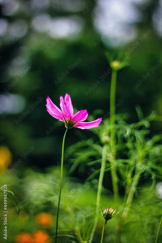 Garden cosmos or Mexican aster at morning grown in garden. Nature background Garden cosmos or Mexican aster at morning grown in garden. Nature background