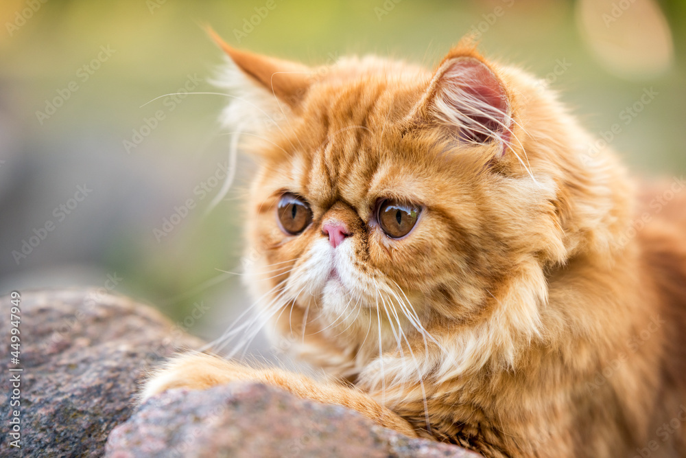 Funny Young cute Red Persian cat Portrait walking in the park Funny Young cute Red Persian cat Portrait walking in the park