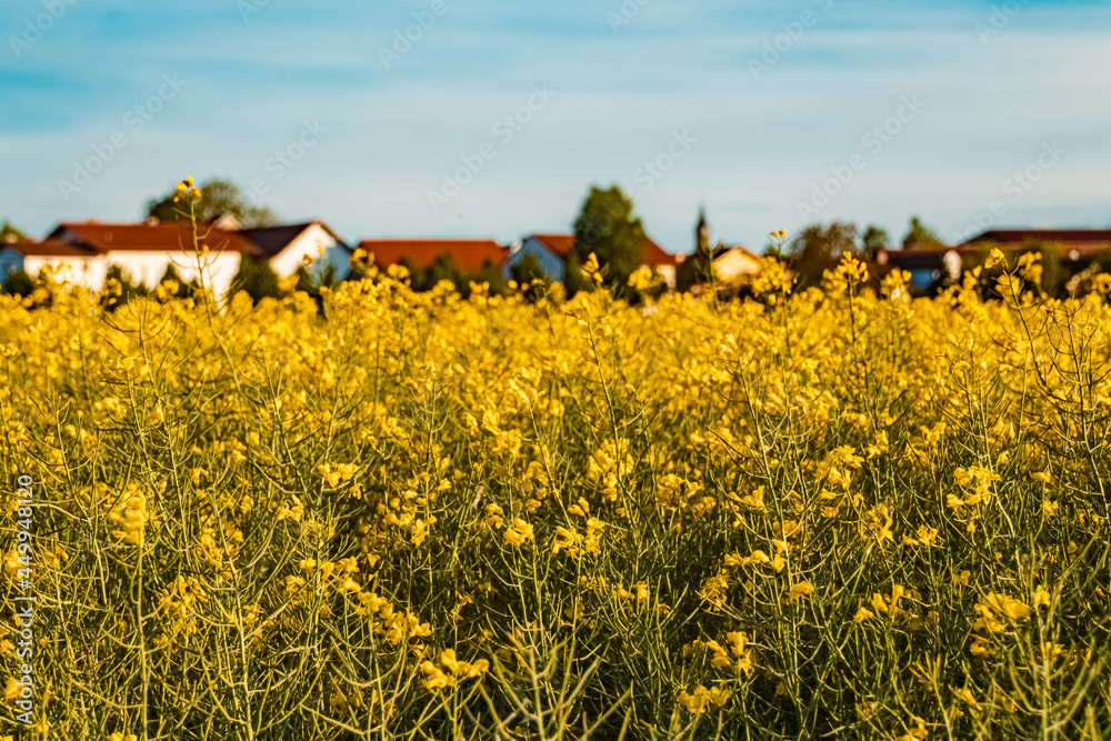 Brassica napus - rapeseed flowers on a sunny day in summer near Tabertshausen, Bavaria, Germany