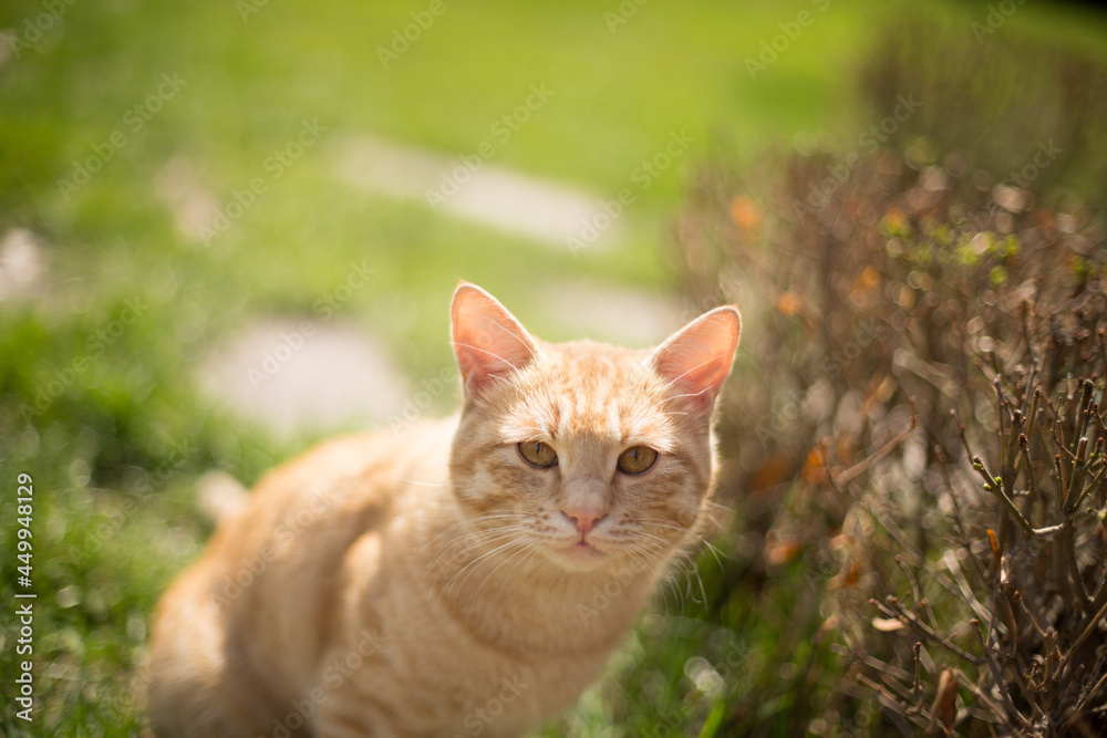 homeless cat. ginger beautiful cat
