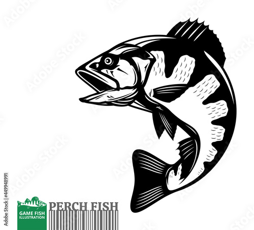 Vector jumping perch fish illustration isolated on a white background