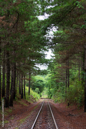 The train line and the surrounding Atlantic forest in the state of S  o Paulo  Brazil