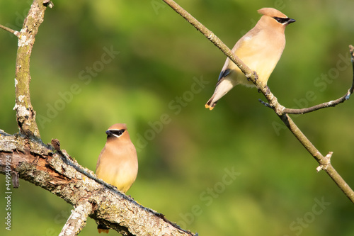 Two Cedar Waxwings are sitting on a branch during sunset
