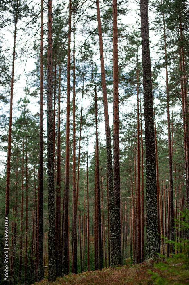 Obraz premium trees in the forest