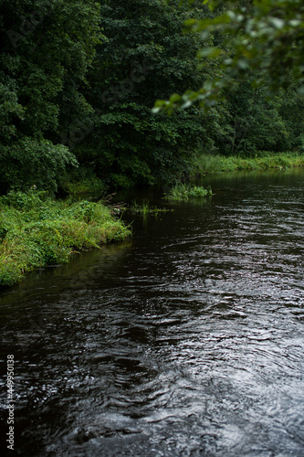 river in the forest