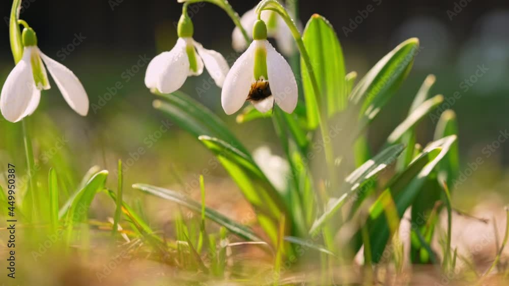 beautiful flowers with bee beautiful flowers with bee