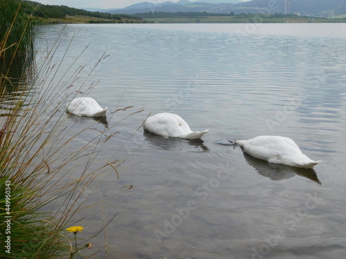 flock of white mute swans cygnus olor foragin on aquatic vegetation herbivorous animals diving for food source at lake Milada CHabarovice czech republic photo