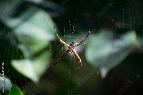 Silver Spider (Argiope argentata) on a sunny afternoon in the city of Rio de Janeiro, Brazil