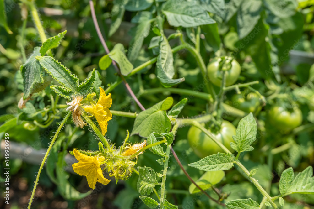 Tomatoes growing with flowering bud Tomatoes growing with flowering bud