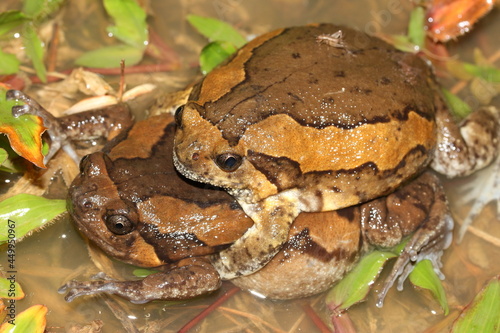 banded bullfrog (Kaloula pulchra) male and female in amplexus (sex) in water