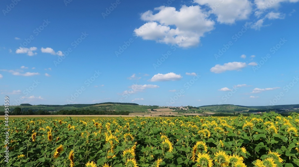 Campagne française sous un ciel bleu en été, paysage rural en Champagne Ardenne, avec un champ de fleurs de tournesols et le village de Châtillon-sur-Marne au loin (France)