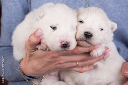 Two small two weeks age white Samoyed puppies on hands