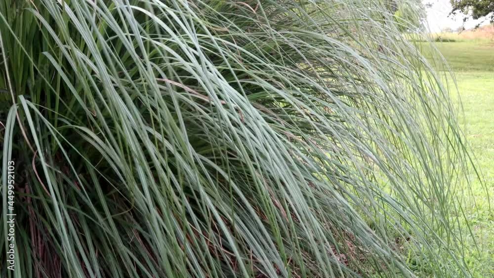 Wind gently moves the long elegant leaves of Pampas grass Wind gently moves the long elegant leaves of Pampas grass