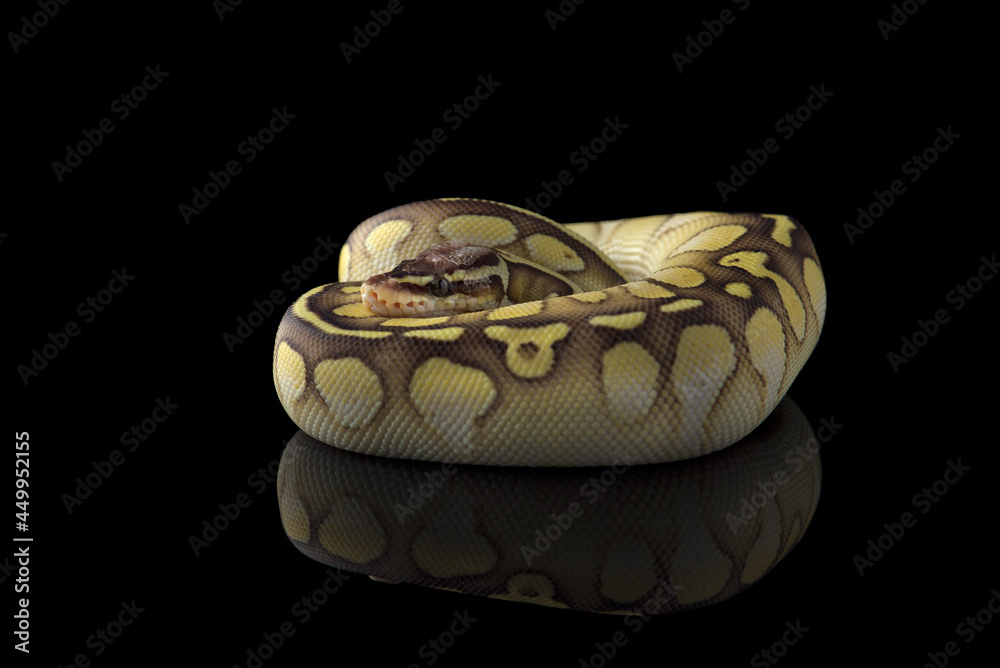 The colourful ball royal python isolated on black background