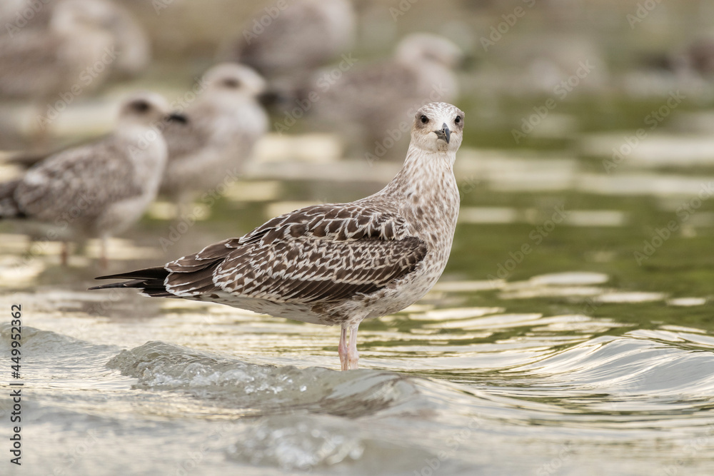 The Yellow-legged Gull Larus michahellis, is a large gull of Europe, the Middle East and North Africa The Yellow-legged Gull Larus michahellis, is a large gull of Europe, the Middle East and North Africa