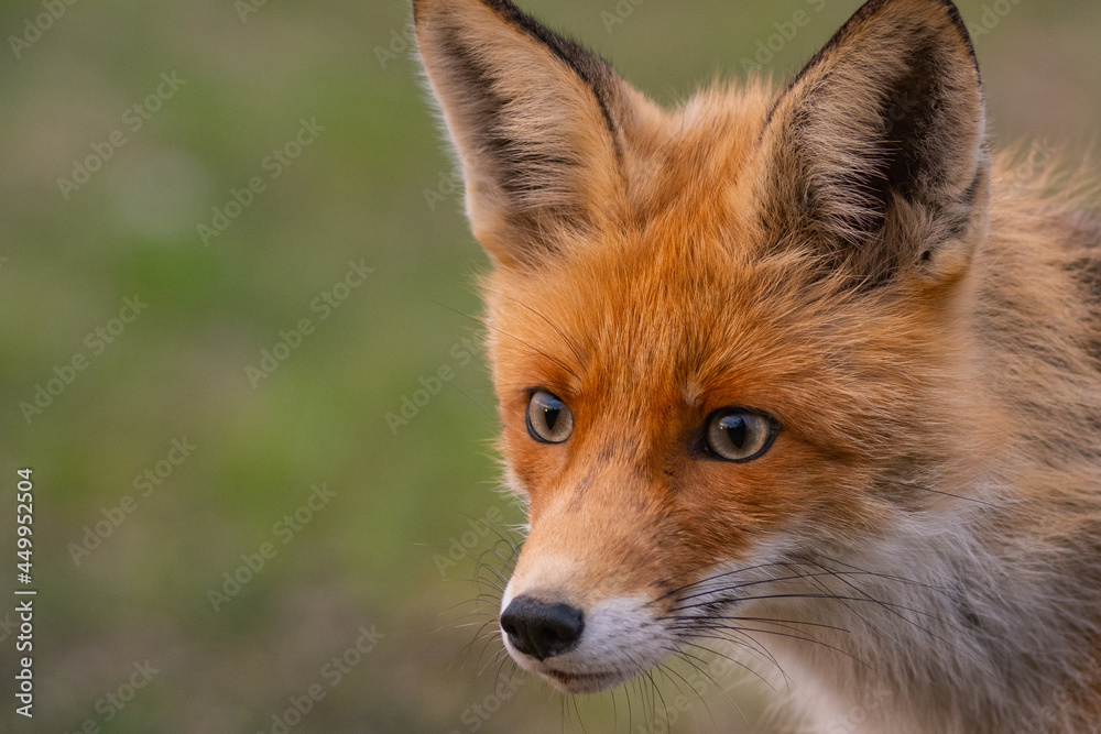 Head red fox Vulpes vulpes on a green background