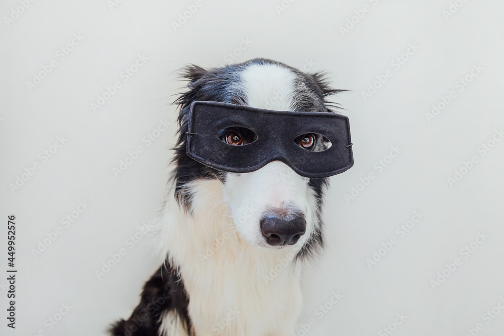 Funny portrait of cute dog border collie in superhero costume isolated on white background. Puppy wearing black super hero mask in carnival or halloween. Justice help strenght concept. Funny portrait of cute dog border collie in superhero costume isolated on white background. Puppy wearing black super hero mask in carnival or halloween. Justice help strenght concept.