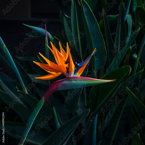 brightly colored bird of paradise flower closeup in a dark green leaf garden setting