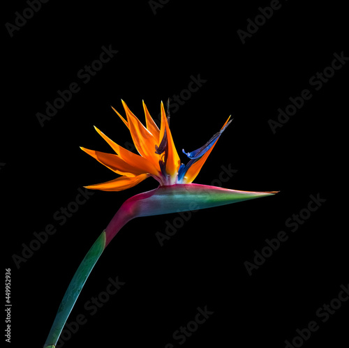 brightly colored bird of paradise flower closeup cutout isolated on a black background
