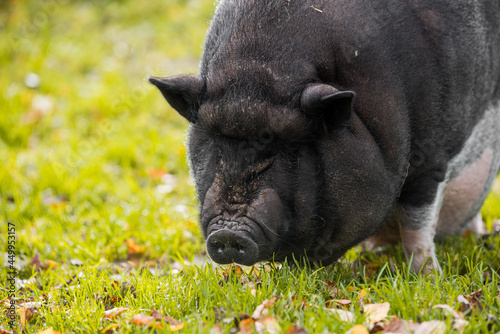 Big Vietnamese black pig close up portrait outside
