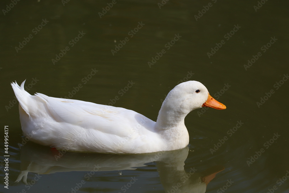 white duck in the lake