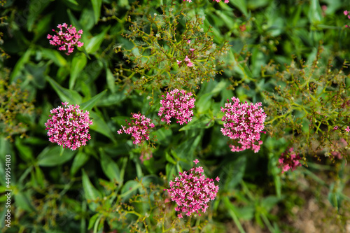 Balls of pink flowers among green leaves