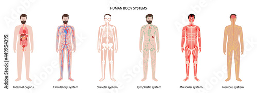 Human body systems
