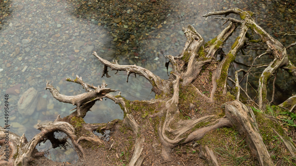 Fototapeta premium Twisting tree roots with moss growing on the soil between them stretch out over calm clear water that flows over pebbles on a river bottom.