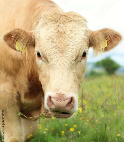 Cattle: Portrait of Charolais breed bullock eating pasturage on farmland in rural Ireland