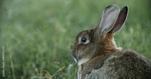 A fluffy gray rabbit walking on a green lawn. A rabbit walking on the lawn with a large fawn. High quality 4k footage