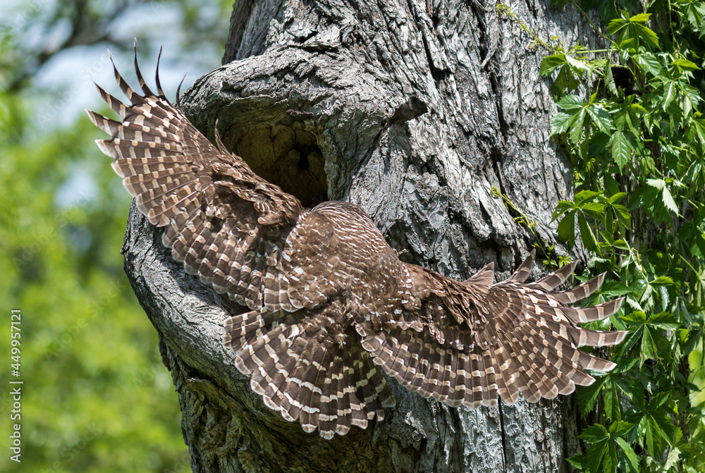 Fototapeta premium Landing Patterns - Female Barred owl