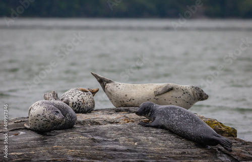 Harbor Seals hauling on rocks in the Damariscotta River, Maine, on a cloudy misty summer afternoon