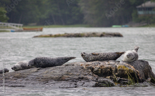 Harbor Seals hauling on rocks in the Damariscotta River, Maine, on a cloudy misty summer afternoon photo