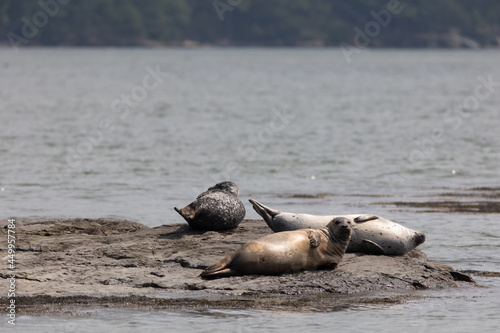 Harbor Seals hauling on rocks in the Damariscotta River, Maine, on a cloudy misty summer afternoon photo