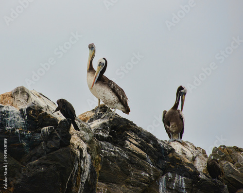 Peruvian pelicans (Pelecanus thagus) on Isla Damas, Humboldt Penguin Reserve, Punta Choros, Chile photo