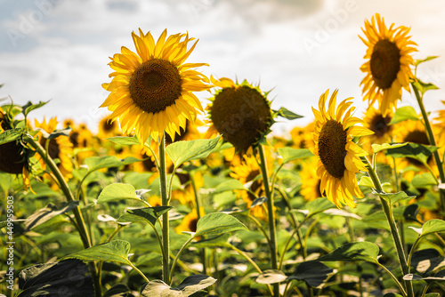 Sunflower field  landscape of sunflowers on a background of the sun