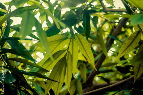 green leaves background