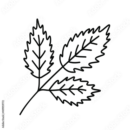 Rose branch with leaves. Outline botanical leaves in a modern minimalist style. Vector illustration isolated on white.