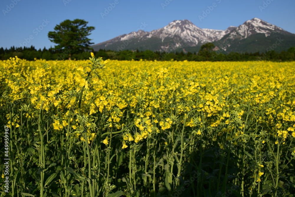 Fototapeta premium 妙高山(菜の花:大洞原)