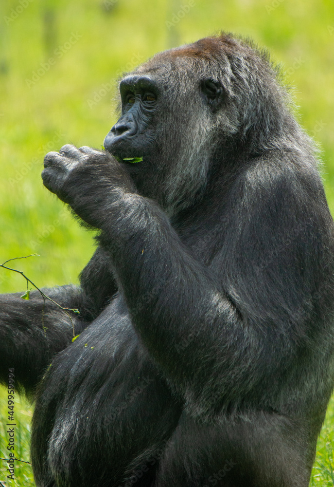 Gorilla Eating in the Sun Gorilla Eating in the Sun