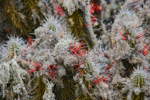 Flowering cacti (Eulychnia acida) growing on Isla Damas, Humboldt Penguin Reserve, Punta Choros, Chile photo