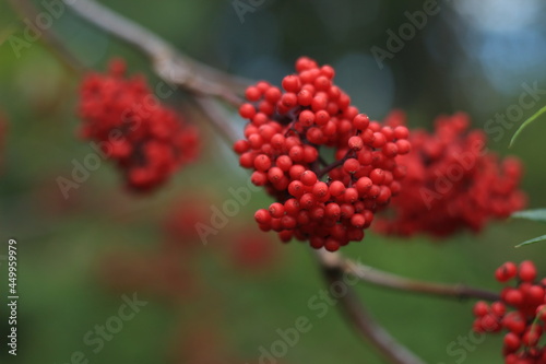 Sambucus racemosa, red elderberry, red-berried elder. A bunch of red elderberries close-up against a background of green foliage. 