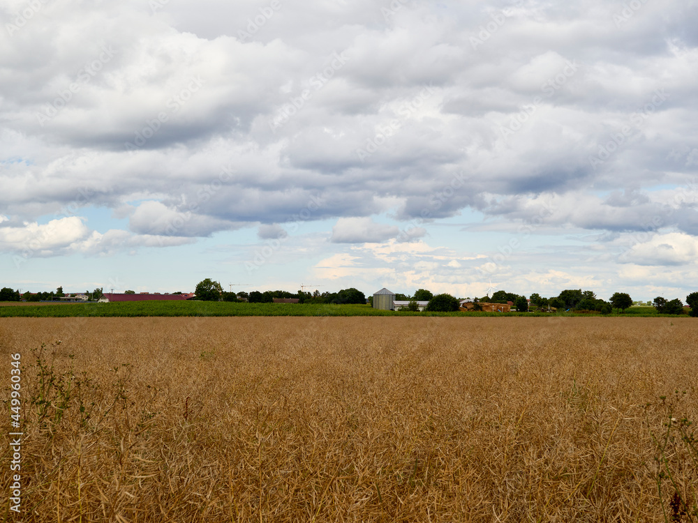 field of wheat and sky