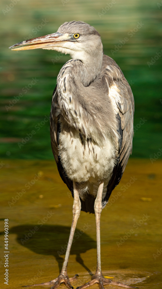 Grey Heron Twisting Neck Grey Heron Twisting Neck