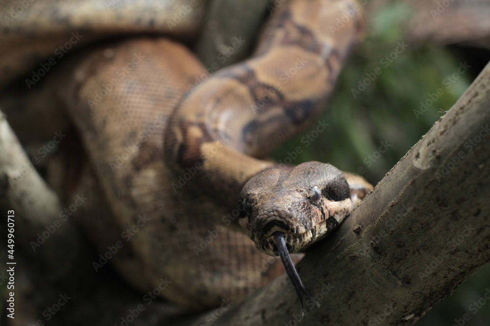 The boa constrictor also called the red-tailed boa or the common boa, is a species of large, non-venomous, heavy-bodied snake 